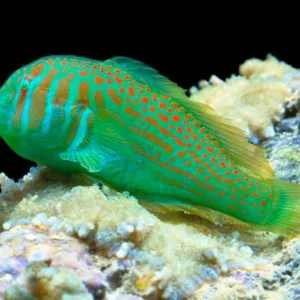 Gobiodon histrio S/M