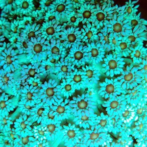 Goniopora Baby Blue Yellow Eyes