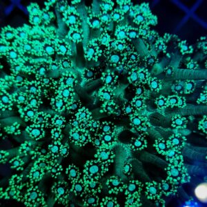 Goniopora Green/Blue