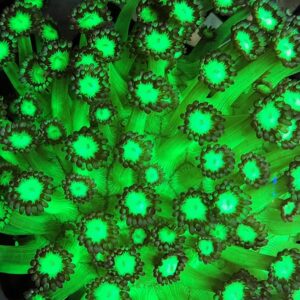 Goniopora Neon Green