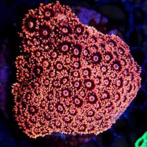 Goniopora Orange Bull's Eye
