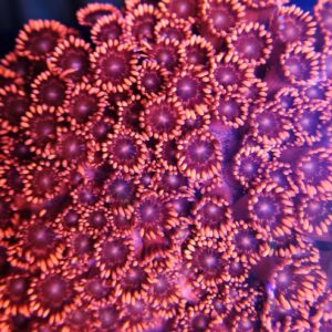 Goniopora Pink/Red