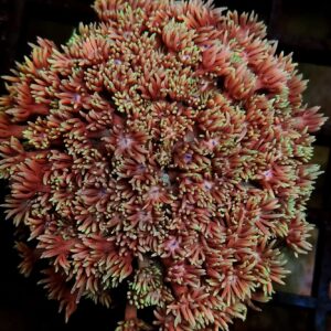 Goniopora Pink bicolor