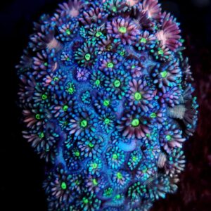 Goniopora Purple Fairy Tale