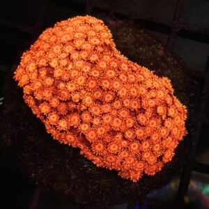 Goniopora Ultra Orange