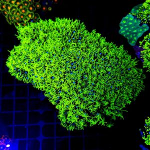 Green Star Polyp (GSP) Ultra Green
