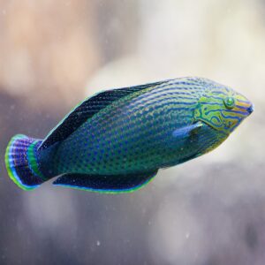 Halichoeres Marginatus S/M