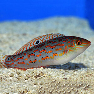 Halichoeres Timorensis S/M