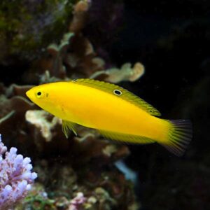 Halichoeres chrysus S/M