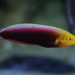 Halichoeres iridis S/M