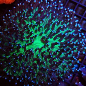 Heliofungia Actiniformis Purple