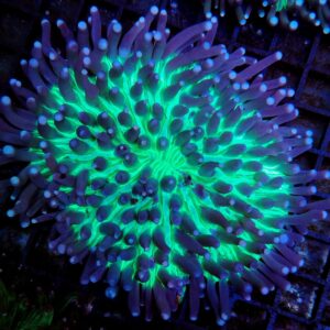 Heliofungia Actiniformis Purple