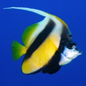 Heniochus Intermedius S/M