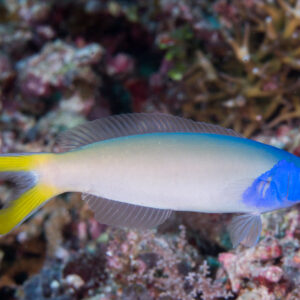 Hoplolatilus Starcki S/M