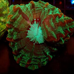 Indophyllia Green Red Vein