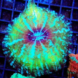 Indophyllia Green Vein