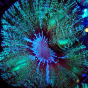 Indophyllia Green and Blue