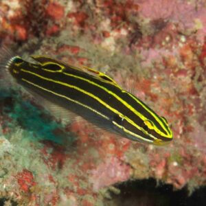 Koumansetta Hectori S/M