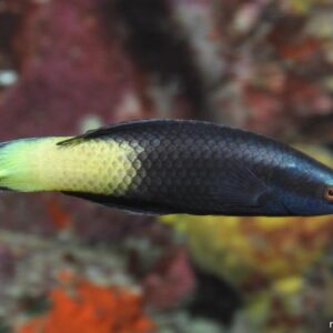 Labroides Bicolor S/M