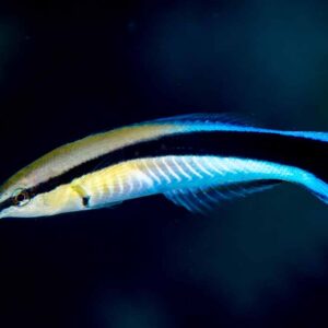 Labroides dimidiatus S/M