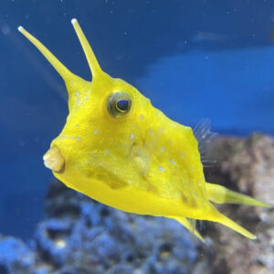 Lactoria Cornuta S/M