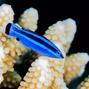 Larabicus Quadrilineatus S/M