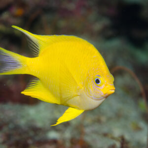 Lemon Damsel Amblyglyphidodon aureus S/M