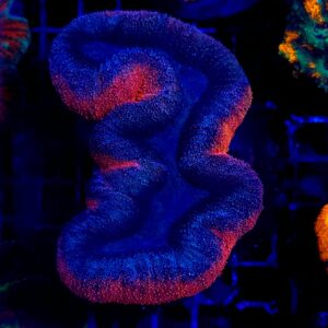 Lobophyllia Blue/Red Ring