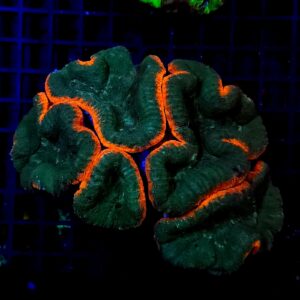 Lobophyllia Hemprichii