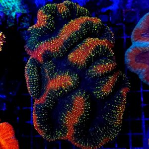 Lobophyllia Rainbow
