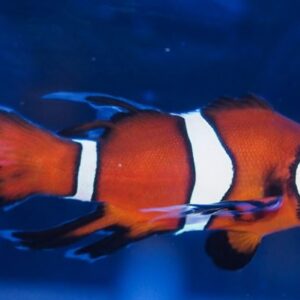 Longfin Clownfish S/M