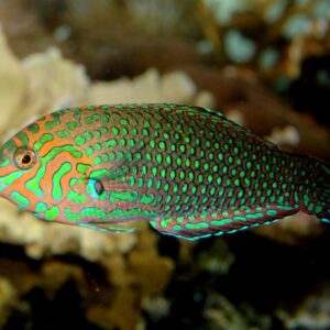 Macropharyngodon Ornatus S/M