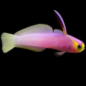 Nemateleotris helfrichi S/M