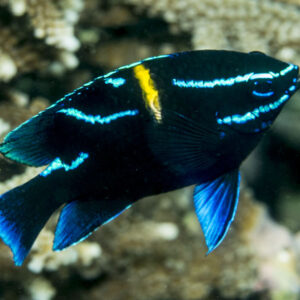 Neoglyphidodon oxyodon S/M