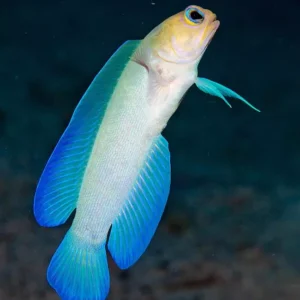 Opistognathus Aurifrons S/M