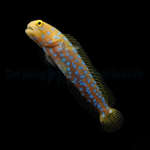 Opistognathus Rosenblatti S/M