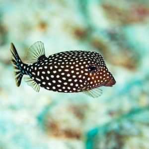 Ostracion cubicus Black