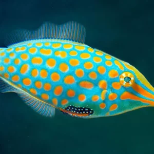 Oxymonacanthus Longirostris S/M