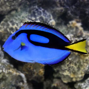 Paracanthurus hepatus S/M