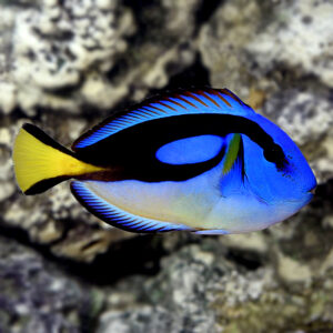 Paracanthurus hepatus (Yellow Belly)
