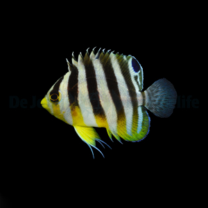 Paracentropyge Multifasciata S/M