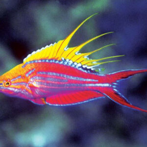 Paracheilinus filamentosus S/M