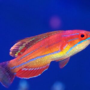 Paracheilinus mccoskeri (female) S/M