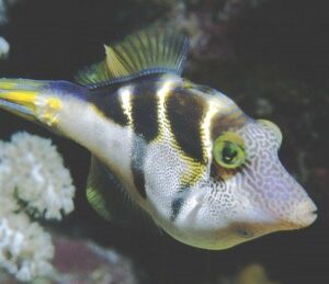 Paraluteres Prionurus S/M