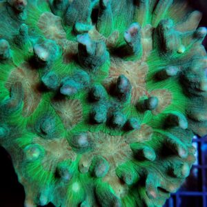 Pectinia Orange Center