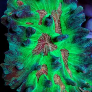 Pectinia Rainbow Ultra Green