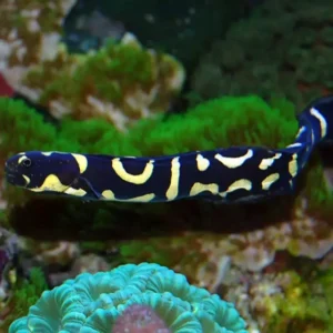 Pholidichthys leucotaenia S/M