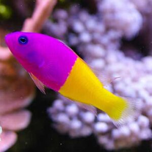Picticchromis paccagnellae S/M