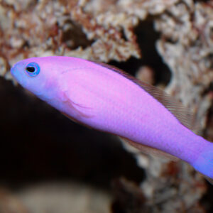 Pictichromis porphyrea S/M