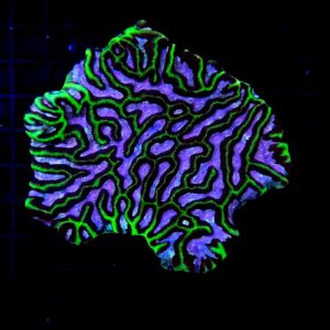 Platygyra Maze Brain